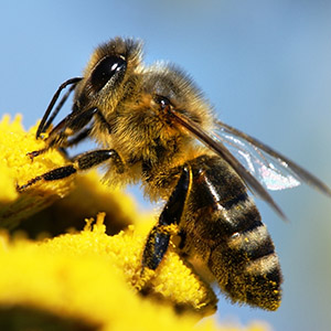 Honey bee foraging